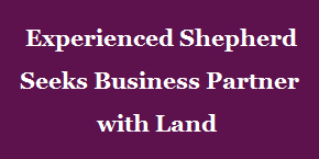 Experienced Shepherd Seeks Business Partner with Land